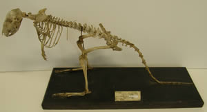 bettong skeleton