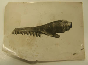 whale jaw fossil