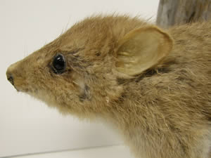 bettong