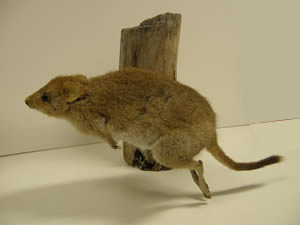 bettong