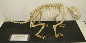 tasmanian devil