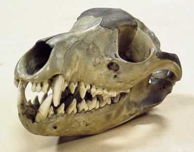 thylacine skull
