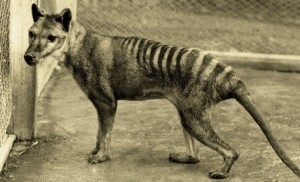 tasmanian-tiger