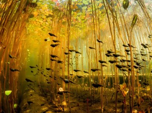 tadpoles-swamp-canada_62585_990x742