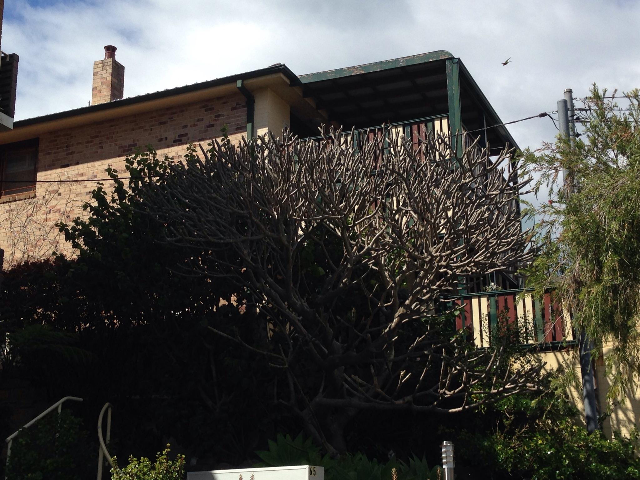 Manly 7    67 Wood Street